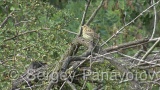 Video of Cirl Bunting